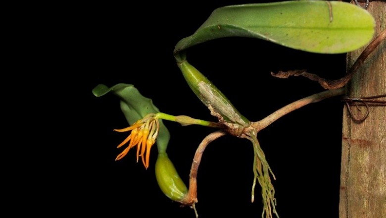 Cây Lan củ dây. Bulbophyllum concinnum Hook - Cây Thuốc Nam Quanh Ta